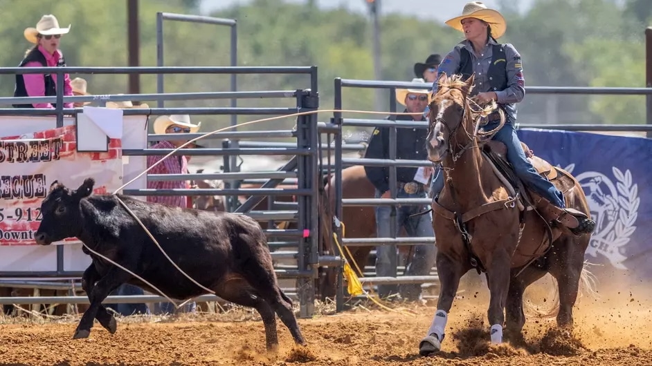 Rodeo Rope A rodeo rider roping a calf.