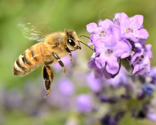 Beyond the Honeybees: Discover Native Pollinators