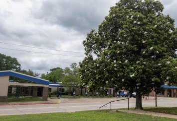 Southeastern establishes Magnolia Preservation and Tree Renewal Plan Thumbnail