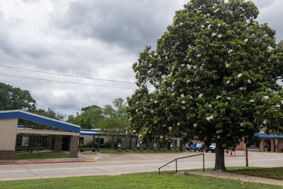 Southeastern establishes Magnolia Preservation and Tree Renewal Plan Thumbnail