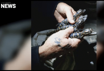 KXII: Southeastern faculty conduct alligator research Thumbnail